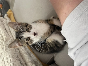 Junges Katzenmädchen, weiß getigert, 5 Monate