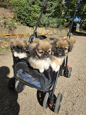 Pekinese 4 monate alt