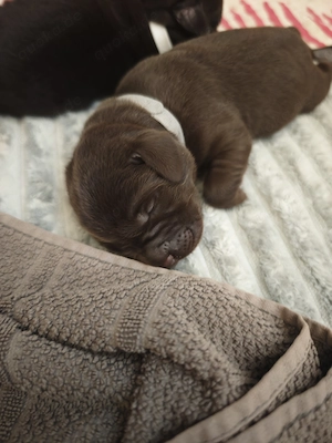Reinrassige Labrador Welpen  Showline