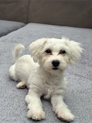 Malteser-Bichon Frisé 