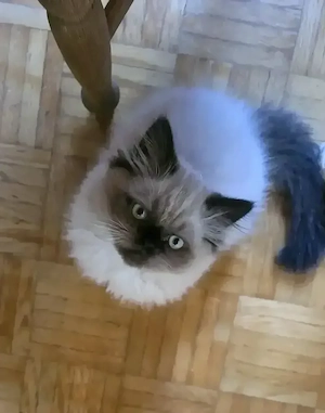 Colourpoint (seal point) Perser kitten