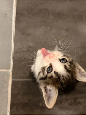 babykater abzugeben 