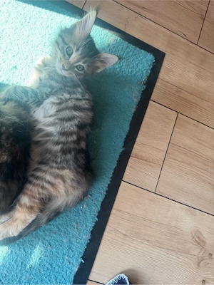 Maine Coon   Norwegische Waldkatzen kitten