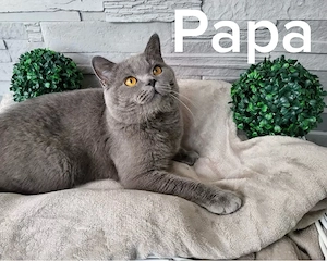 Drei zauberhafte British Kurzhaar (BKH) Kitten (Mädchen) suchen ein liebevolles Zuhause