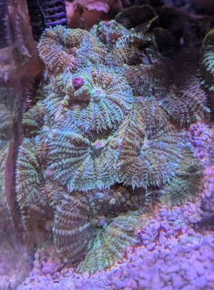 3 Weichkorallen - Antillogorgia acerosa, Rhodactis, Entacmea                         