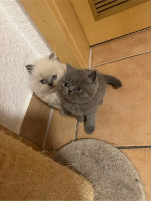 Bkh Blh Kitten