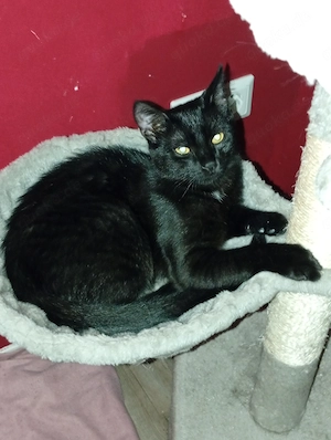  Kira die schwarze Maus  sucht ein Zuhause 