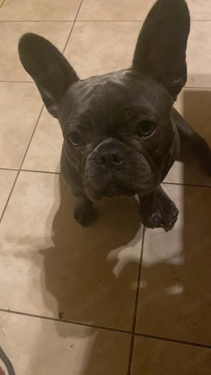Französisische Bulldogge Hündin ab zu geben 