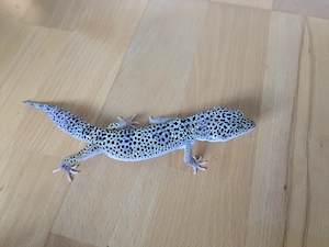 Mack Snow Eclipse Leopardgecko Männchen 