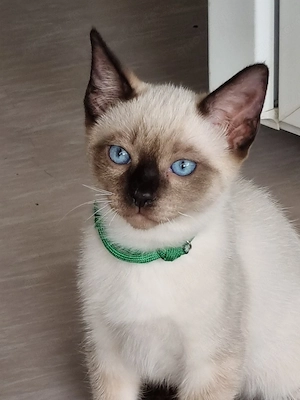 Siamkittys 