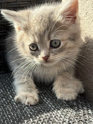 BKH Kiten 