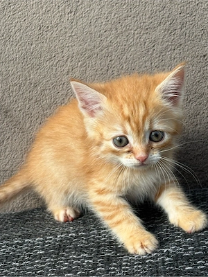 BKH Kiten 