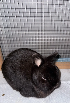 Süßes zahmes Männliches Kaninchen zur Abgabe
