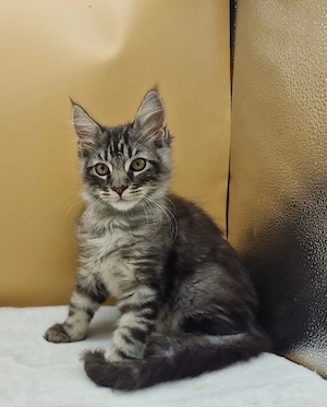 Maine Coon Kitten abgabebereit