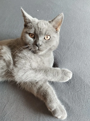 BKH Kater Reinrassig Baby (nur heute) 