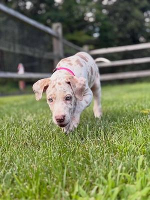    Wunderschöner Deutsche-Dogge-Welpe sucht liebevolles Zuhause 