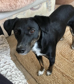 DORIS *bei unserer Pflegestelle in 71672 Marbach*