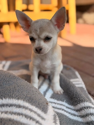 Reinrassige Chihuahua Welpen abzugeben