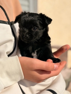 Chihuahua Maltipoo mischlings welpen 