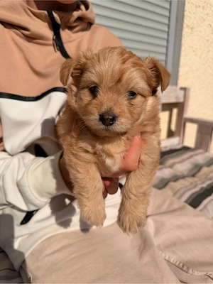 Chihuahua Maltipoo mischlings welpen 