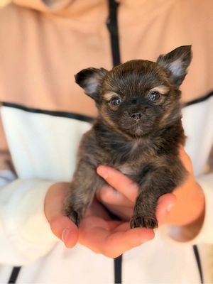 Chihuahua Maltipoo mischlings welpen 