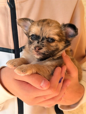 Chihuahua Maltipoo mischlings welpen 