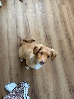 Nova Scotia Duck Tolling Retriever Australien Shepherd Welpen