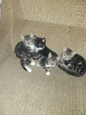 Babykatzen suchen zuhause 
