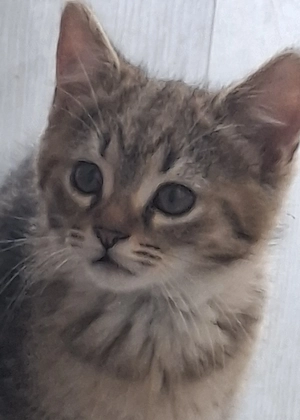 verschmuste kitten 