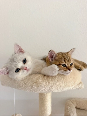 BKH Kitten