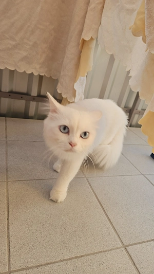 Katze .weiblich 