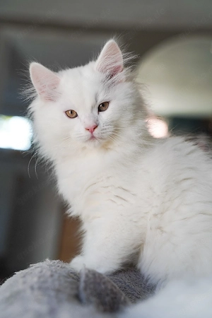 maincoon kitten 