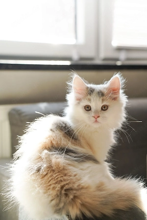 maincoon kitten 