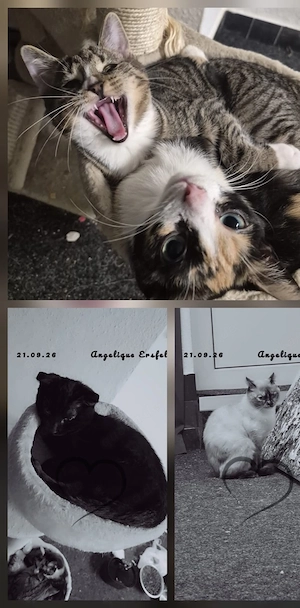 vier katzen suchen ein liebes zuhause 