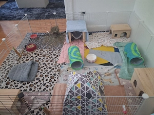 suchen 2 bis 3 meerschweinchen weiblich