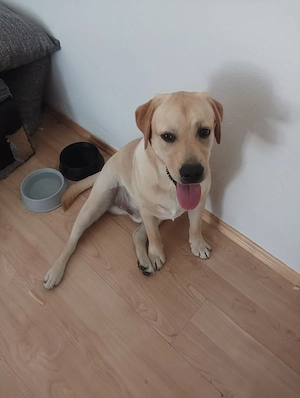 juhhund 7 monate alt 