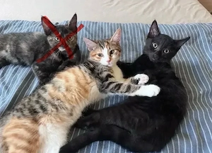 Katzenbabys suchen ein neues Zuhause