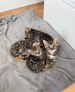 Traumhafte Bengal Kitten suchen ihr liebevolles Für immer Zuhause !