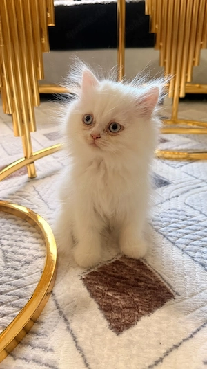 Reinrassige weiße Perserkatzen-Kitten   Weibchen & Männchen, 3 Monate alt