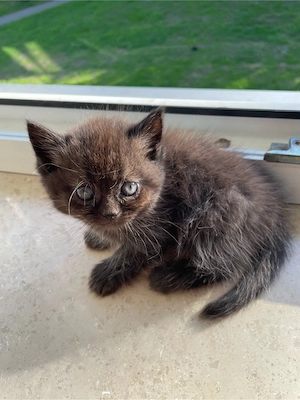 babykatze 