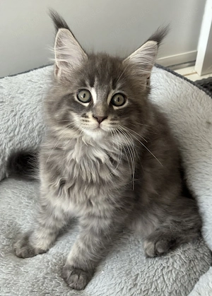 Maine Coon Katze 