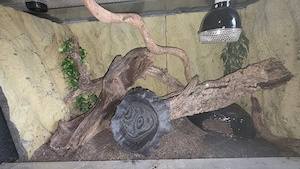 terrarium  100x50x60 mit Rückwand ohne äste 