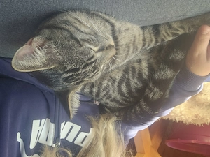 junger Kater sucht ein schönes Zuhause   