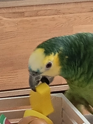 Harmonisches Blaustirnamazonen-Pärchen (2,5 Jahre) mit Montana Cage sucht liebevolles Zuhause