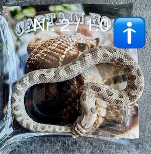 Heterodon nasicus   Axanthic Conda 100% het Albino (NZ 2026) Hakennasennatter