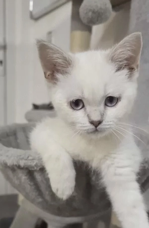 Wunderschöner BKH-Kater mit blauen Augen Blue Point