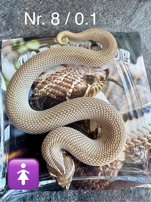 Heterodon nasicus   Axanthic Conda 100% het Albino (NZ 2026) Hakennasennatter