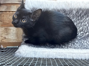 baby katzen 10 wochen alt 
