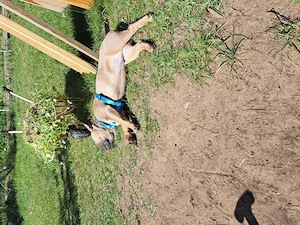 Französische bulldogge 