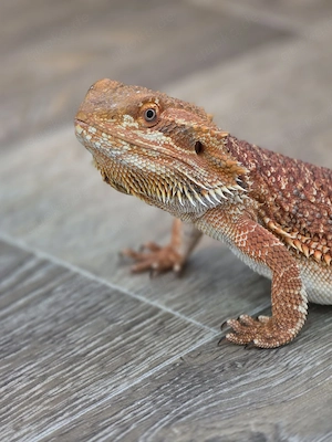 Bartagame Männchen Pogona Vitticeps 